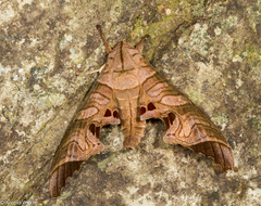 Marumba spectabilis