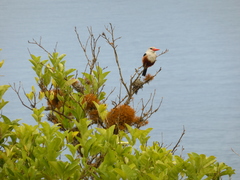 Halcyon leucocephala acteon
