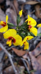 Sphaerolobium alatum