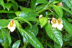 Impatiens pulchra