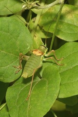 Ephippiger ephippiger