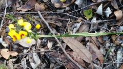 Sphaerolobium alatum