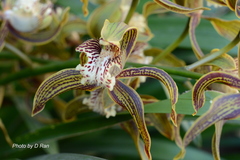 Cymbidium