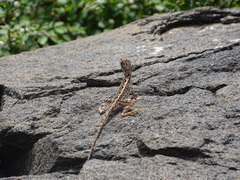 Sitana ponticeriana