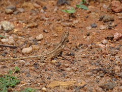 Sitana ponticeriana