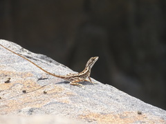 Sitana ponticeriana