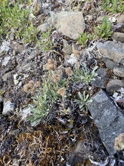 Antennaria friesiana