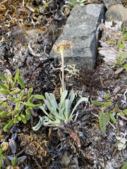 Antennaria friesiana