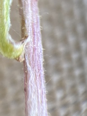 Antennaria friesiana