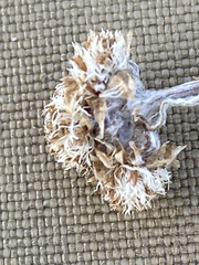 Antennaria friesiana