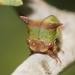 Green Treehopper - Photo (c) Reiner Richter, some rights reserved (CC BY-NC-SA), uploaded by Reiner Richter