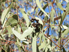 Eucalyptus bancroftii