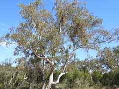 Eucalyptus bancroftii
