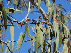 Eucalyptus bancroftii