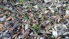 Sphaerolobium alatum