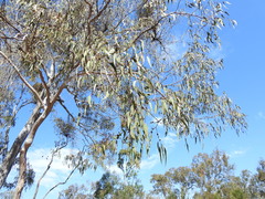 Eucalyptus bancroftii