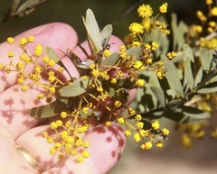 Acacia decora