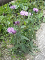 Centaurea nigrescens transalpina