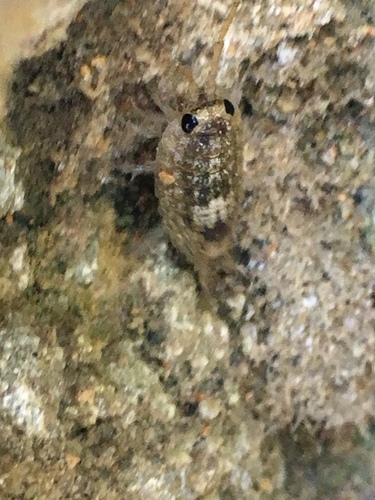 Ligia australiensis