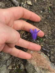 Campanula lasiocarpa