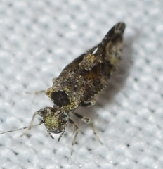Myopsocus eatoni