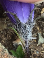 Campanula lasiocarpa