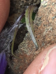 Campanula lasiocarpa