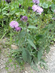 Centaurea nigrescens transalpina