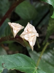 Monolena primuliflora