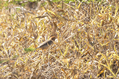 Cisticola angusticauda