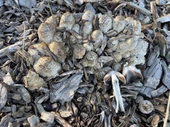 Coprinopsis strossmayeri