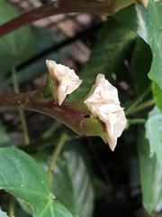 Monolena primuliflora