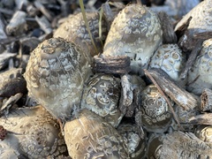 Coprinopsis strossmayeri