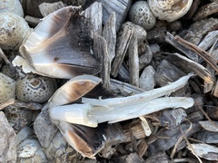 Coprinopsis strossmayeri