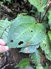 Monolena primuliflora