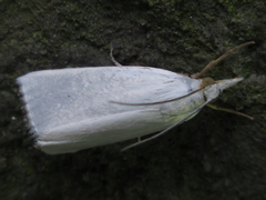 Pseudocatharylla simplex