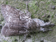 Calliteara argentata