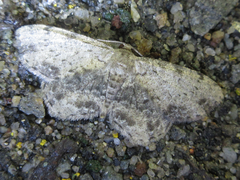 Microcalicha seolagensis