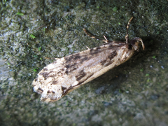 Morophagoides moriutii