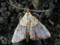 Agrotera nemoralis