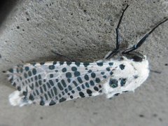 Zeuzera multistrigata