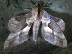 Phyllosphingia dissimilis