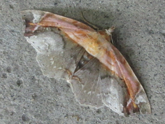 Lophoruza pulcherrima