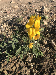 Crotalaria dissitiflora