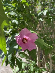 Hibiscus syriacus
