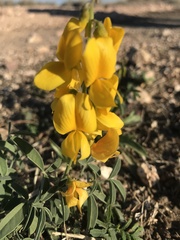 Crotalaria dissitiflora