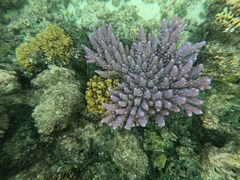 Acropora gemmifera