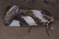 Acontia