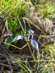 Moraea tripetala