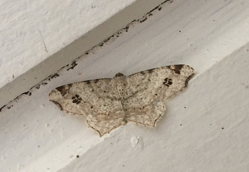 Peacock Moth, Kamphoeve, Hilversum, Noord-Holland, NL, photo 6 of 10